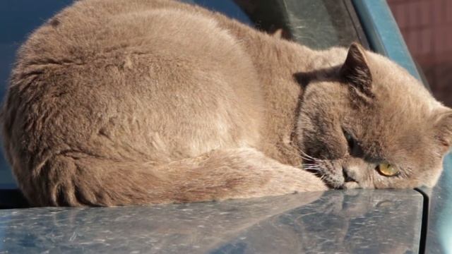 😿¿Why Doesn't Your Cat Eat? (Care and What to Do) смотреть онлайн