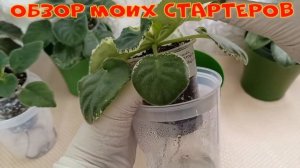 КАК УХАЖИВАТЬ ЗА ФИАЛКАМИ, чтобы цвели пышно, шапочно!!! ОБЗОР МОИХ СТАРТЕРОВ!!!