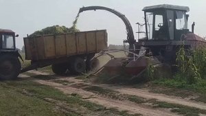 Уборка кукурузы на корма