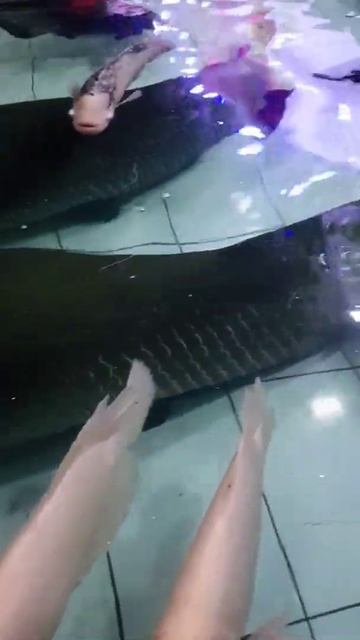 Arapaima Gigas In The Aceh #shorts #arapaima #aligator #catfish #bawal