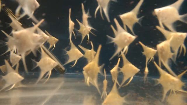 Скалярия Dantum Albino смотреть онлайн