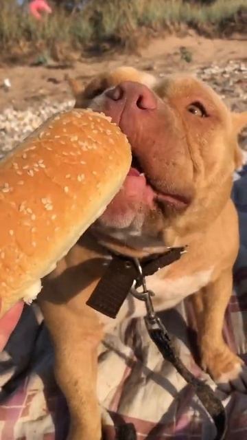 Булочка 🐶ест булочку 🥖 [АМЕРИКАНСКИЙ БУЛЛИ ] #shorts #americanbully смотреть онлайн