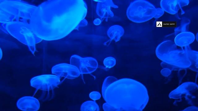 ASMR Best triggers смотреть онлайн