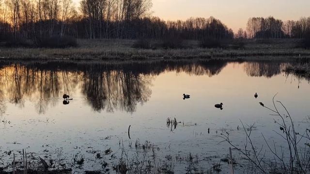 Весенняя охота на селезня с подсадной уткой. смотреть онлайн