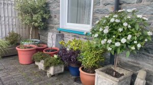 155. Работаю в саду, Британия. Опять эта песня и что в конфетах.