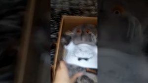 Обзор на кота Басика 💗💗💗💗