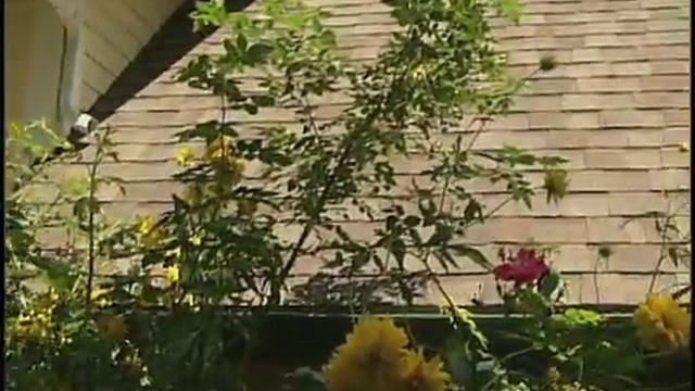 Transplanting a Hollyhock смотреть онлайн