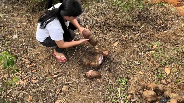 妈妈带小何去果园挖大薯，煲糖水很不错，还摘了白花菜晚上配鸡汤