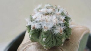 Aztekium ritteri - Rare Mexican Cactus - Grafted