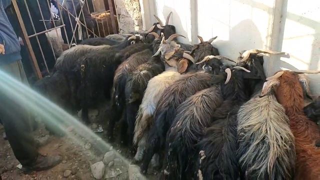 КУЙ БОЗОР ИСКРА ДУСТЛАР МАРХАМАТ АРЗОН БУЛДИ ТЕЗ КУРИНГ КУЙ ОЛУВДОРЛАР ОЛИНГ КУЙ МАНА 30 октября202