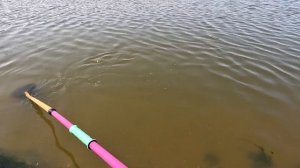 ВЗЯЛ САЧКИ. ПРОБУЮ ЛОВИТЬ АРТЕМИЮ. ПОКОРМИЛ МЕЧЕНОСЦЕВ ВЫЛОВЛЕННОЙ АРТЕМИЕЙ.