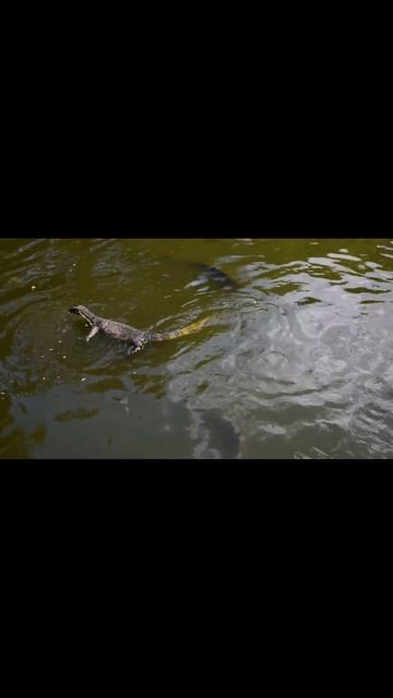 DRAGÃO DE KOMODO - O MAIOR LAGARTO DO MUNDO смотреть онлайн