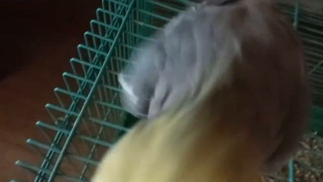 первое видео на канале дуси клип Попугай Дуся смотреть онлайн