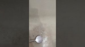 кошка чу́ма выживает в ванной