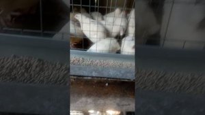 Кормлю перепелов куриным кормом. Это не на что не повлияло.