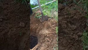 Сажаем абрикос по всем правилам.