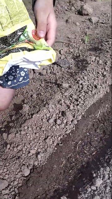 посадка семян с гипермаркета Лента  семья в деревне