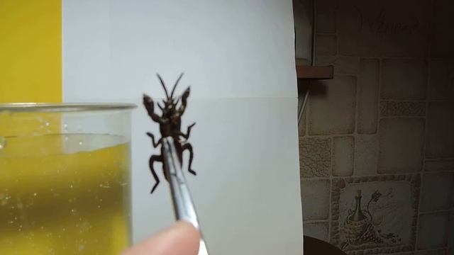 Realistic Foam!!!!!No TYING!!!!!Медведка. Gryllotalpidae смотреть онлайн