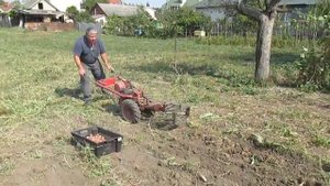 MF-70 Копаем картофель 4