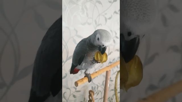 Лора попугай Жако. Завтрак начинается с ягоды.