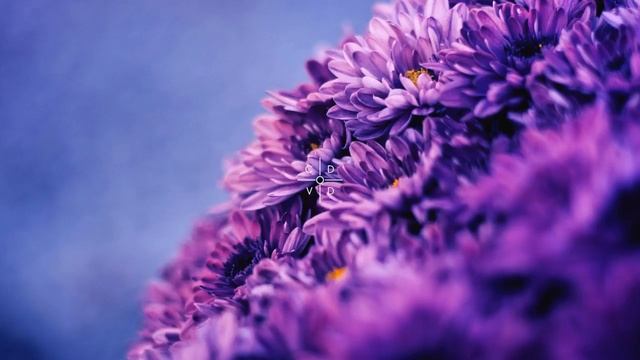 Teddy.Xoxo ft. lil hawk boy, shrimp & yung star ballout – PURPLE HEARTS