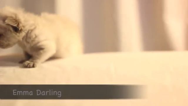 2 Week Old Rescued Kittens смотреть онлайн