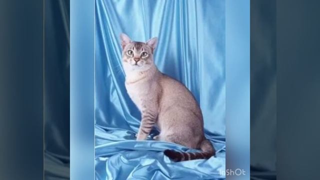 Кошки (1) часть смотреть онлайн