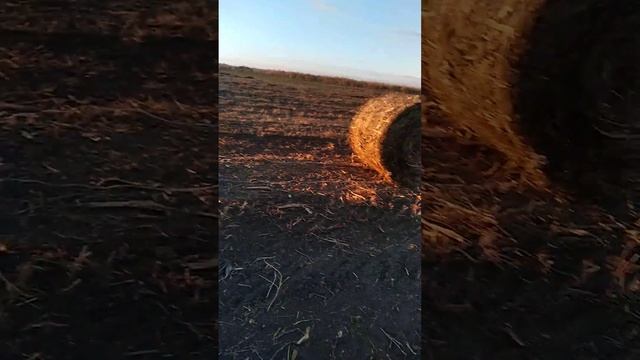 Нью Холанд 654.первые рулоны! смотреть онлайн