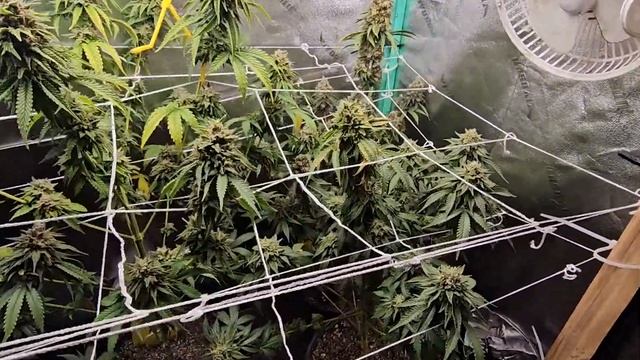 4X4 Tent | Season 3 Ep 5 смотреть онлайн