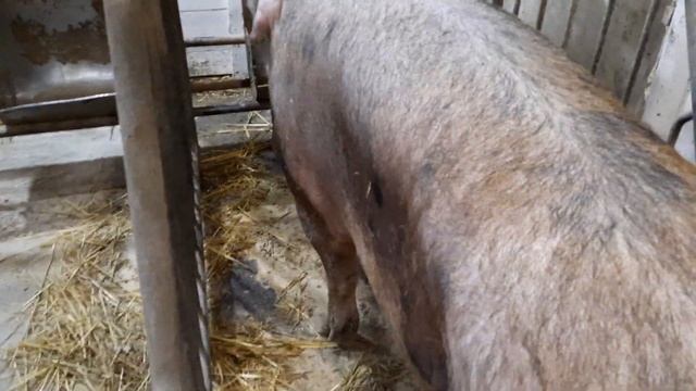 //Старий кінь,чи кобила//Ніколи не кажи ні//Петрен-Дюрок+Макстер// смотреть онлайн