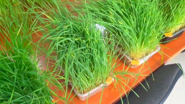 Сравнение пышности лотка мкз декорат пшеницы 70г и 100гр. смотреть онлайн