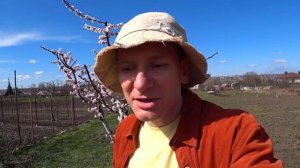 ВАС ШОКИРУЕТ как можно отложить цветение абрикоса и персика спасти от заморозков