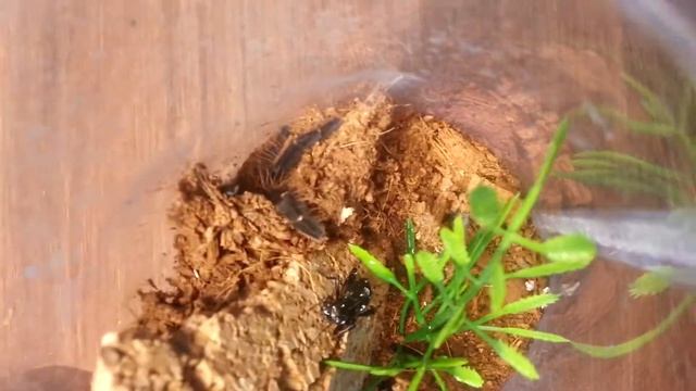 Omothymus violaceopes hunting смотреть онлайн