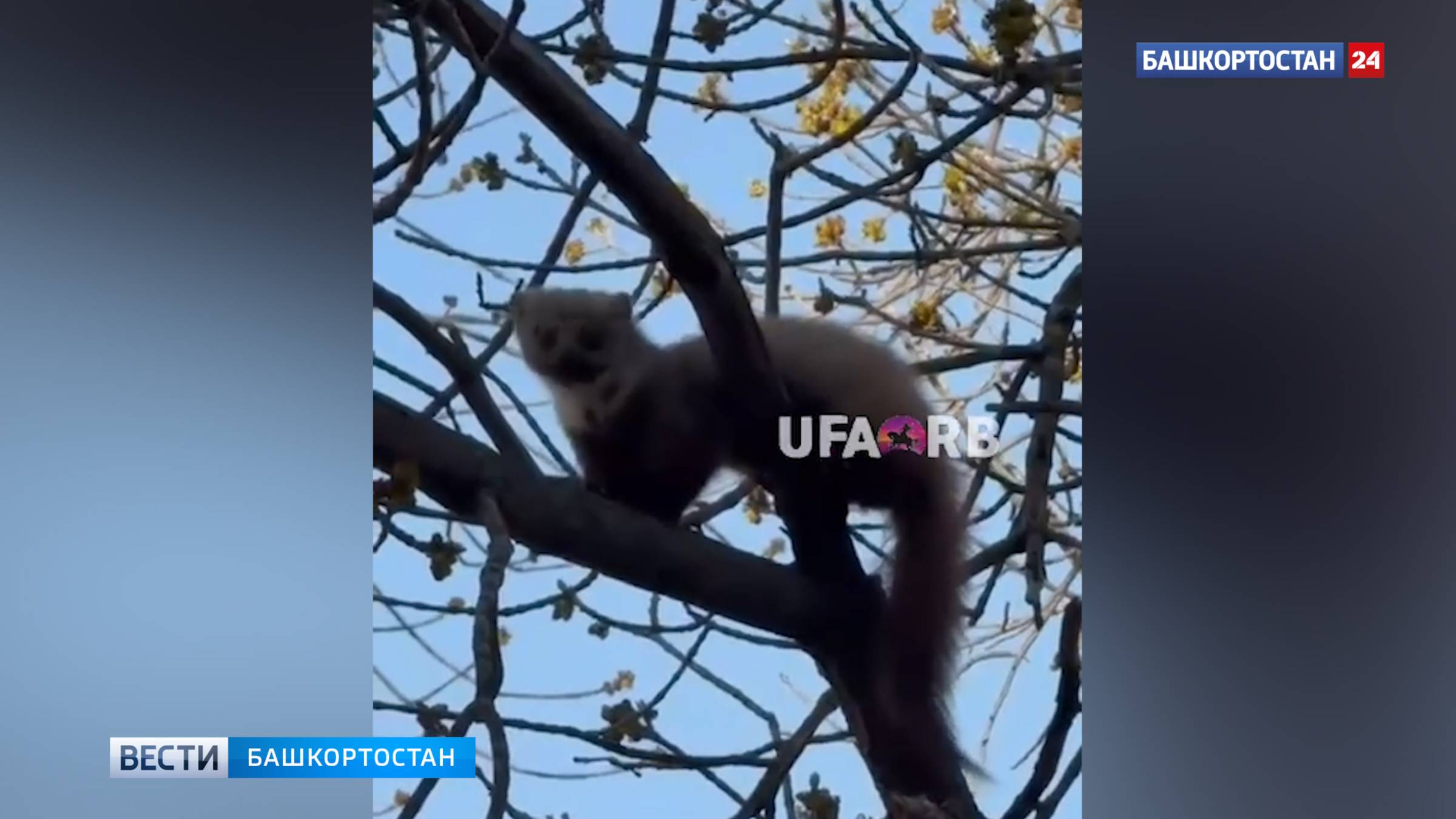 В уфимской Черниковке засняли куницу на дереве смотреть онлайн
