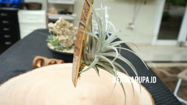 Tilandsia harrisii смотреть онлайн