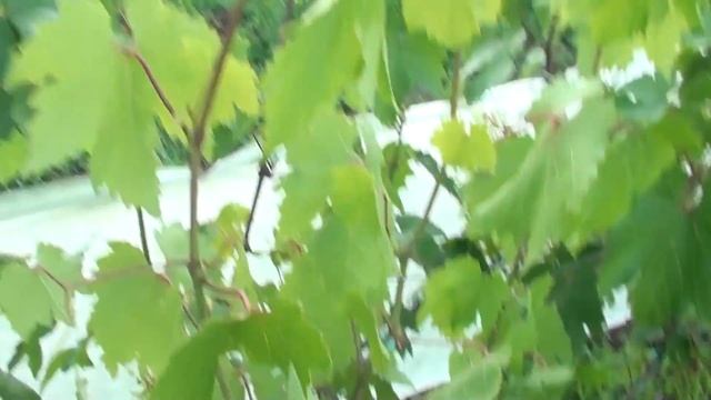 Опыление винограда в Сумской обл. на 11 июля ЧАСТЬ 2