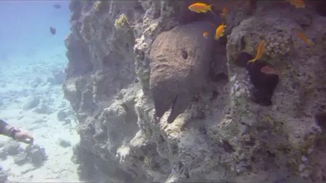 Hurghada - Gianni y la murena смотреть онлайн