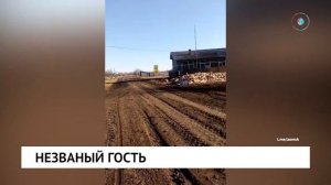 Незваный гость