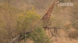 MÃE GIRAFA CHUTA CABEÇA DE LEÃO COM MUITA FORÇA PARA SALVAR SEU FILHOTE | MUNDO ANIMAL SELVAGEM