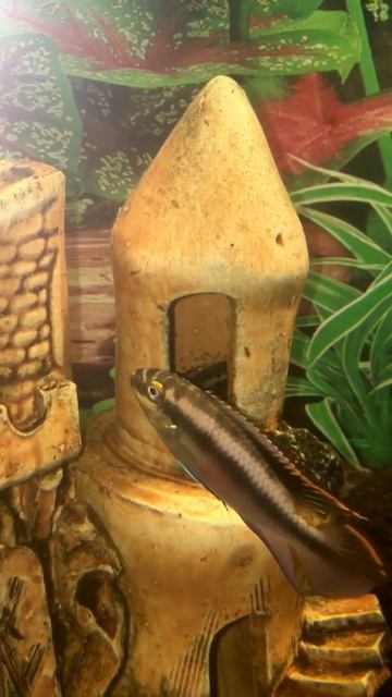 Нерест цихлид попугаев пельвикахромис пульхера смотреть онлайн