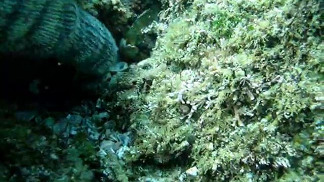 Conus_p_lineolatus_02.wmv