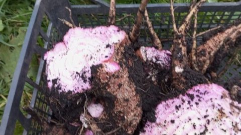 Как сохранить георгины на зиму! Лаконос