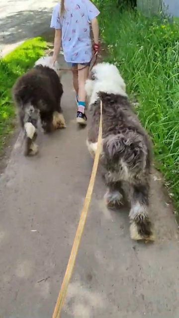 бобтейлы. мишки панды смотреть онлайн