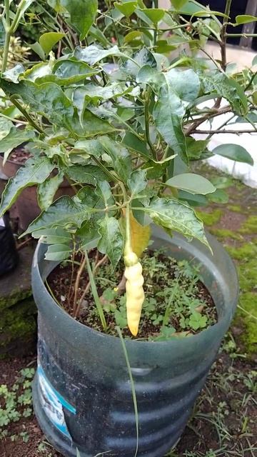 #pohonjerukdancabe#shorts смотреть онлайн