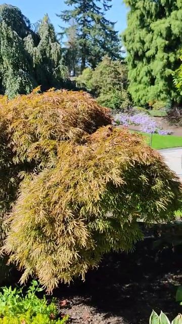 Plants in Queen Elizabeth Park , Vancouver , BC, Canada #ShortsMaxLiinCanada смотреть онлайн