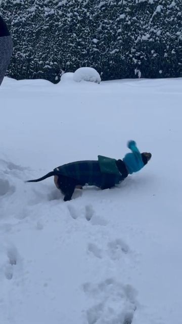 Танец шапчатого такса. Hat wearing doxie pup dance