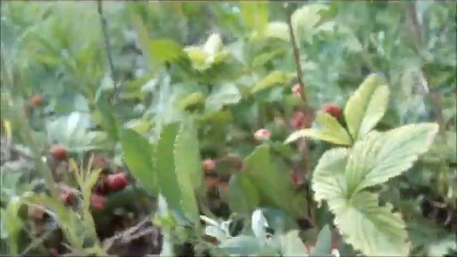 Земляничная поляна смотреть онлайн