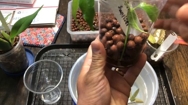 How I root Hoya cuttings (my prefer method) смотреть онлайн