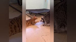 подборка видео с котиками