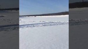 Охота на дикого северного оленя